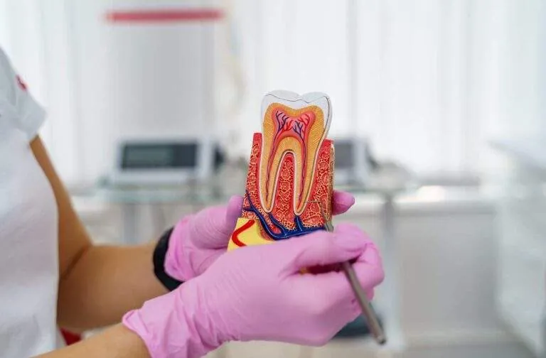 Dentista sujetando un modelo de diente con la pulpa y los conductos